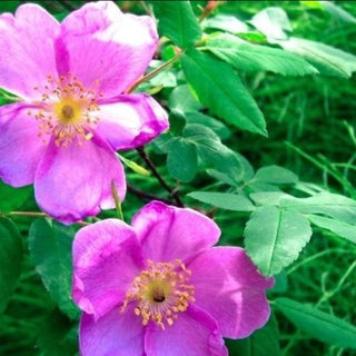 Yukon Wild Rose Essential Oil Blend